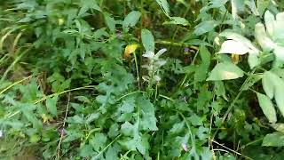 foggy August morning in the garden 5 minutes in the garden ASMR nature [upl. by Ymereg]