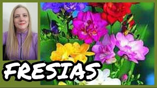 🌷FRESIAS FLORES✔️Fresia Planta Cuidados y ReproducciónVeronicaCampaniniPlantas [upl. by Kira474]