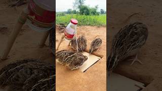 Simple Bird Trap  Amazing Quail Trap shorts [upl. by Hanfurd966]