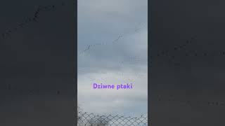 Dziwne ptaki ptaki [upl. by Howey]