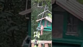 Papa cardinal ♥️ matthew626 cardinal birdfeeder godscreation birdwatching [upl. by Eanad]