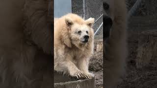 Circus Bear Sees The Sun For The First Time  The Dodo [upl. by Killarney]