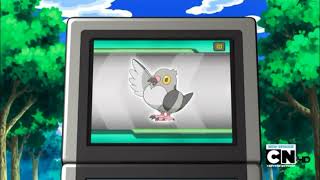 Pidove Pokédex Entrywmv [upl. by Robinetta]