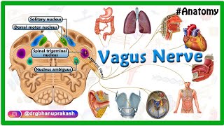 Vagus nerve Anatomy Animation  Cranial nerve X  Origin Course Nuclei Branches  Neuroanatomy [upl. by Goerke]