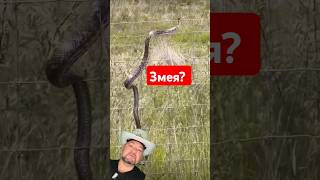 Что остановит змею ползущую в дом snake змея энерголикбез [upl. by Atinuaj]