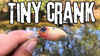 Indiana Creek Fishing With a Mini Crankbait [upl. by Emmerich103]