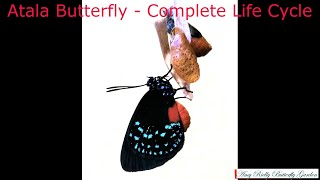 Atala Butterfly  A Complete Life Cycle [upl. by Eisac]