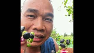 Juicy Delights Picking and Tasting Exotic Fruits at the Orchard DelightMunch FarmFruitAdventure [upl. by Radloff]