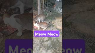 Meow Meow Meow Meow shortsfeed youtubeshorts cuteanimals cat [upl. by Chem200]