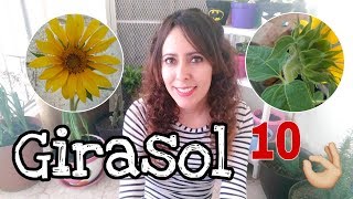 Proyecto escolar germinación de semillas de Girasol  Germinando girasoles en Secundaria [upl. by Liman]