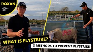 WHAT IS FLYSTRIKE  3 METHODS TO PREVENT FLYSTRIKE [upl. by Inerney]