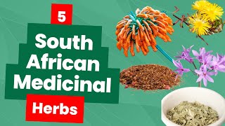 Discover Healing Spices in South African Cuisine [upl. by Airoled130]