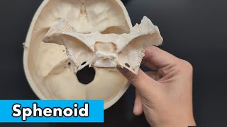 Sphenoid Bone [upl. by Dennie621]