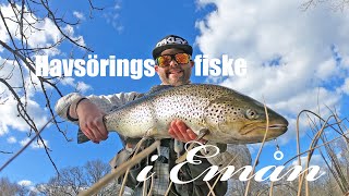 Havsöringsfiske i Emån  Sea Trout fishing in River Em [upl. by Tristis761]