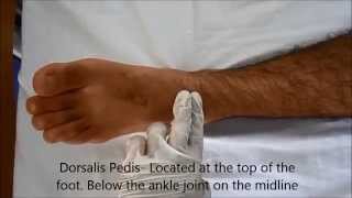 Locating Pulse  Posterior Tibial Dorsalis Pedis Popliteal and Femoral Pulse page 2 of 3 [upl. by Zebulon]