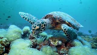 Hawksbill Turtle The Oceans Majestic Gem [upl. by Victoir746]