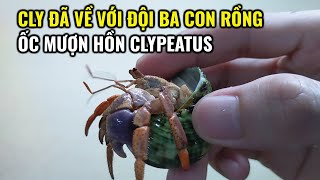 Cly Đã Về Với Đội Ba Con Rồng l Ốc Mượn Hồn CLYPEATUS [upl. by Dagnah]