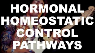 Hormonal Homeostatic Control Pathways [upl. by Siuol]