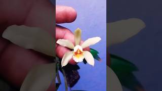 CATTLEYA FORBESII ALBA [upl. by Mason86]