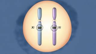 X Chromosomes Inactivation HD Animation [upl. by Lance]