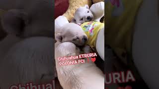 Chihuahua ETRURIA POLONIA FCI ❤️ WWWETRURIAPL ❤️ chihuahua puppy [upl. by Leahcir742]