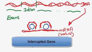 Interupted gene  Introns and exonsmp4 [upl. by Anavi266]