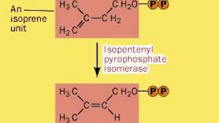 Squalene Synthesis  Biosynthesis of Cholesterol [upl. by Esinert177]