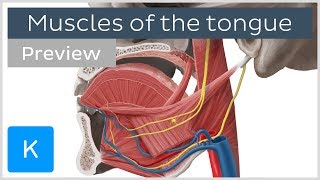 Muscles of the tongue preview  Human Anatomy  Kenhub [upl. by Assadah]