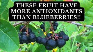 Why You Should Plant a Black Chokeberry Bush  Benefits and Planting Tips [upl. by Alicec]