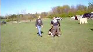 Johann German Shepherd Schutzhund Training with Steve House [upl. by Juster]