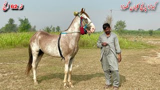 Best Horse For Sale In Pakistan [upl. by Anid]