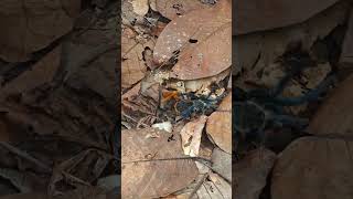 Epic fight cobalt blue tarantula vs spiderhunting wasp Central Thailand [upl. by Ybbed910]