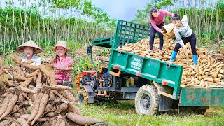 Harvesting Cassava Roots With Ngan Using Trucks To Transport Cassava Tubers To Sell To Villagers [upl. by Jaquith]