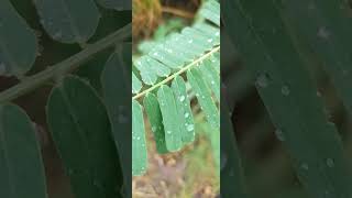 How look Sesbania Bispinosa Plants at Evening Time Part 7 sesbania leafclick [upl. by Naillik684]