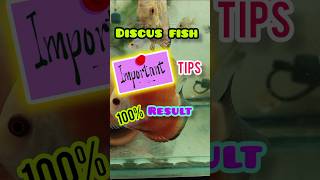 Very important video discuss fish 🔥deyaquariumzone shortsfeed [upl. by Eimmat]