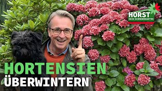 Bauernhortensien überwintern  Horst sein Schrebergarten [upl. by Nnyla]