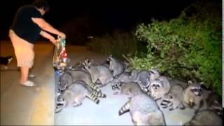 Plaga de Mapaches atacan a una persona  Raccoons hit on persons [upl. by Myra248]