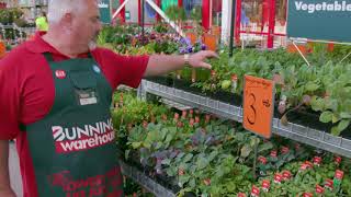 How To Design A Functional Garden  DIY at Bunnings [upl. by Flor298]