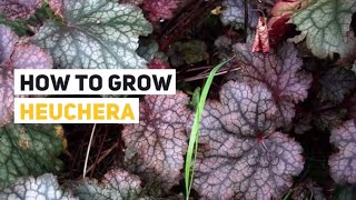 Heuchera Growing Guide Alum root Coral bells by GardenersHQ [upl. by Akena634]