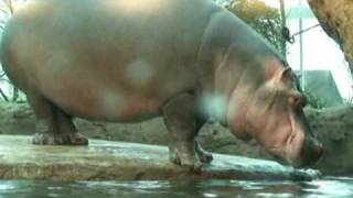 Copenhagen Zoo Hippo exhibit [upl. by Tracay]