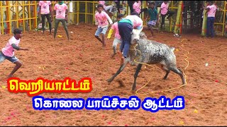 வெறி ஆட்டம் ஆடிய காளைகள்  vadamalappor jallikkattu best video 2024 [upl. by Oiramrej]