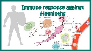 Immune response against worms helminths [upl. by Pownall]