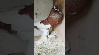 Magpie pouder pigeon 🐦trending wow viralvideo new shortvideo kabootar [upl. by Zetrac766]