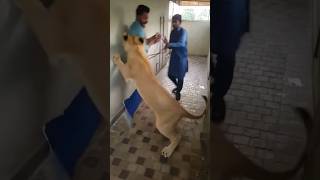 Lion Attack 😂🤣 shorts viral funnyshorts comedyshorts lion attack [upl. by Laurel]