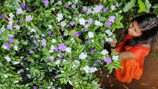 Brunfelsia pauciflora flowering tip malayalam Easy to make new seedlings from a plant [upl. by Erikson]