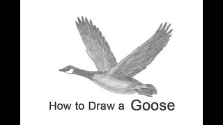 How to Draw a Canada Goose Flying [upl. by Nirrak649]