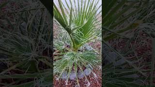 Washingtonia Filifera palms palmtree plants garden viral [upl. by Anik]