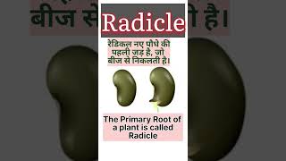 Radicle meaning in hindi रेडिकल क्या है shorts plants science youtubeshorts rupinderkibaaten [upl. by Lahsiv]