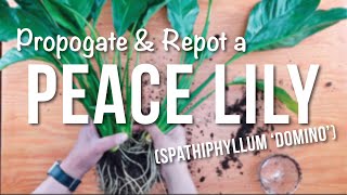 peace lily  How to Propagate  Repotting  Care Guide [upl. by Anits]