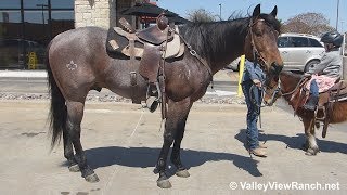 A Freak Of Fling  riding in town  ValleyViewRanchnet [upl. by Mack]